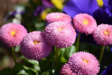 Bellis daisy