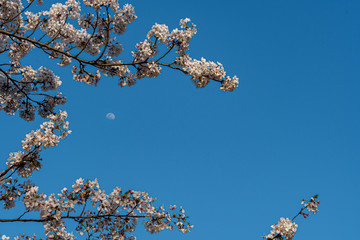 桜と昼間の月
