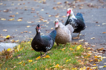 Musk ducks in the garden among the fallen yellow leaves