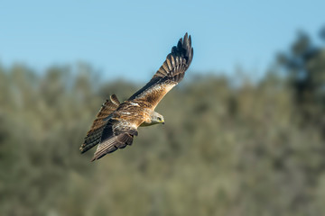 red kite in flight with blue sky in the background