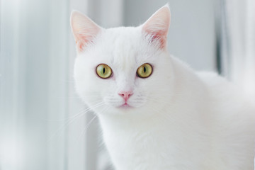 White cat with yellow eyes. Portrait of a cat with yellow eyes close-up on a white background.