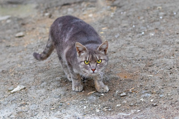 Gray cat with green eyes on a gray background looks up