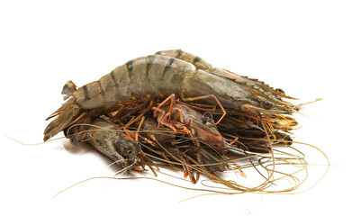 shrimp isolated