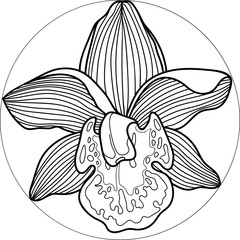 Orchid flower into circle. Hand drawing orchid. Botanical style.