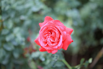 Beautiful red roses flower in the garden