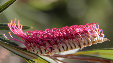 fleur exotique © helenedevun