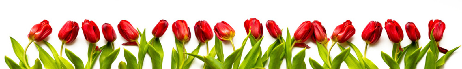 Spring flowers. Bouquet of Red tulips isolated on white background. Banner. Top view, frame,...