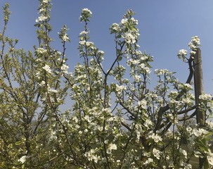Flowering pear branches with bees at work on a spring day