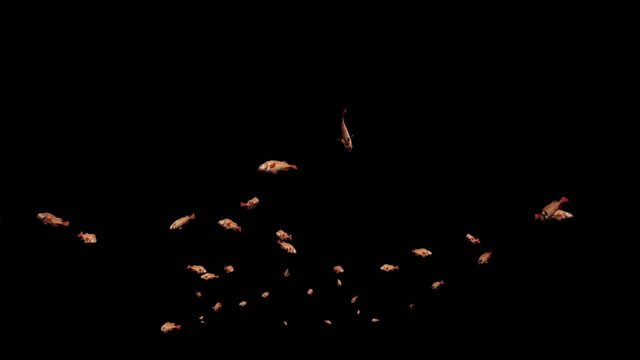 Redfish school of fish, Luma Matte attached