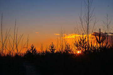 Fototapeta premium Sunset against the backdrop of tree tops. The orange rays of the sun can be seen through the branches of Christmas trees and pines. 