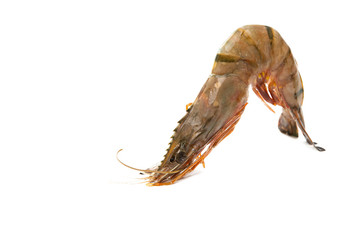 shrimp isolated