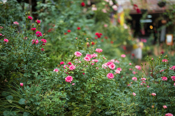 Beautiful colorful pink roses flower in the garden