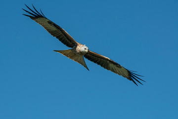 red kite in flight with blue sky in the background