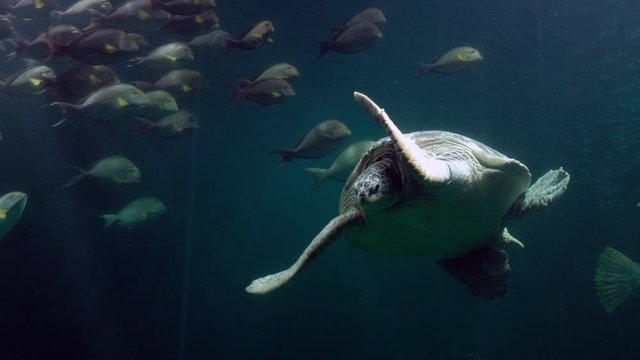 Sea turtle swimming underwater in a large aquarium tank with fishes.