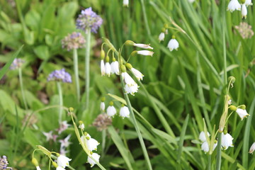 A View of Beautiful White Flowers
