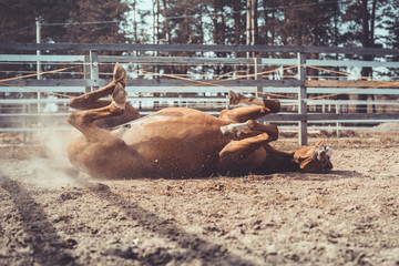 portrait of happy young chestnut budyonny gelding horse rolling in sand in paddock in spring daytime