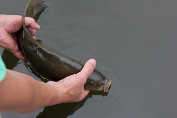 The angler holds in his hands a freshly caught tench fish (tinca tinca) and releases it back into...