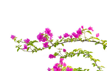 Bougainvilleas isolated on white background. Paper flower .  Save with Clipping path .