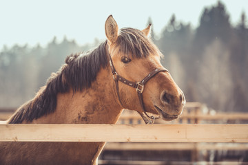 portrait of young buckskin draft horse in halter on paddock in daytime