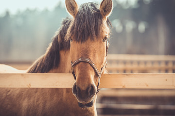 portrait of young buckskin draft horse in halter on paddock in daytime - Powered by Adobe