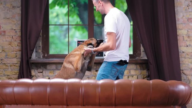 A Man In A White T-shirt Is Dancing With His Dog Belgian Malinois At Home Near The Sofa. The Guy And The Shepherd Dog Listen To Music And Have Fun. Dog Training Concept Video