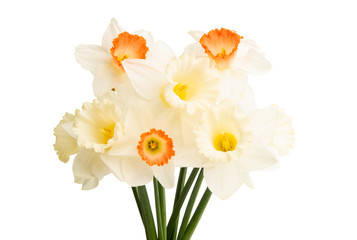 Naklejka na ściany i meble bouquet of daffodils isolated