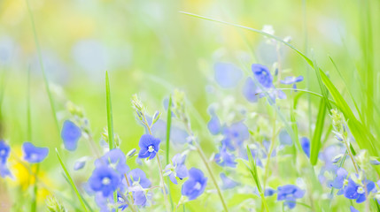Beautiful blurred Nature Spring Summer Background