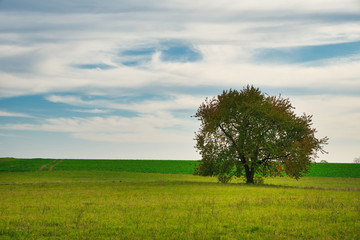 Fototapeta na wymiar Baum auf einer Wiese im Herbst