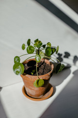 pilea peperomioides plant in a terracotta pot in front of white backdrop