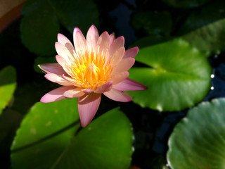 Beautiful pink lotus flower blooming.