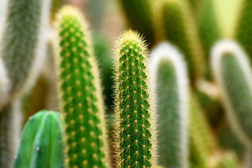 Yellow Cactus plant at cactus farm or call Eriocactus leninghausii cactus , Tropical Plant backdrop and beautiful detail
