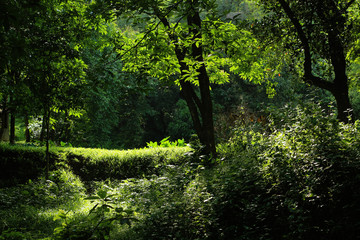 A Light and Shadow combo in the forest