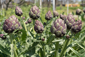 Fototapeta premium Organic Artichoke fields in picking season