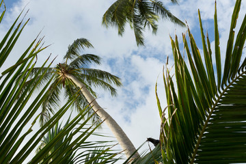 Fototapeta premium tall palm trees against the sky and clouds