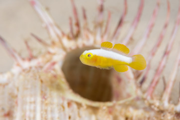 ナカモトイロワケハゼ