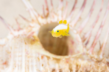 ナカモトイロワケハゼ