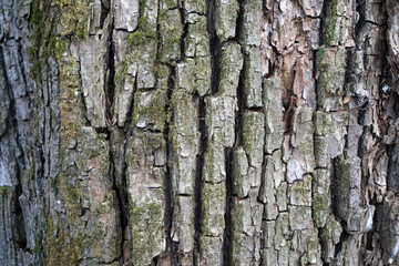tree bark texture