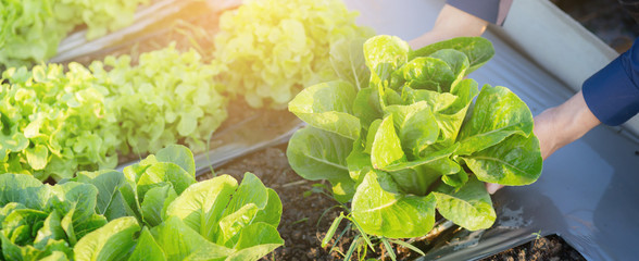 Closeup hands young man farmer checking and holding fresh organic vegetable in hydroponic farm,...