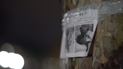 Missing pet poster with information about lost or found Chihuahua tiny dog, missing dog flyer on a tree in the rain at night closeup, ad text in Russian.