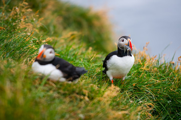 Atlantic Puffin in Iceland