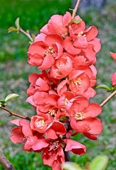 red henomelis flowers on a bush in the open ground