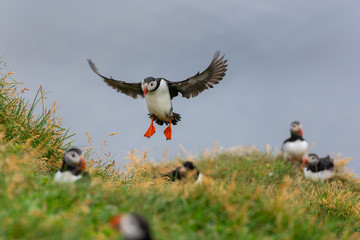 Atlantic Puffin in Iceland