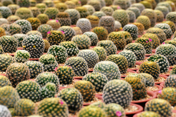 Yellow thorn cactus plant on the pot at cactus farm or call Mammillaria carmenae - Houseplant gardening backdrop and beautiful detail