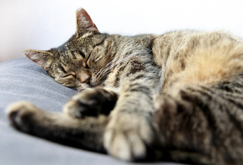 sleeping cat, Close-up of tabby cat sleeping on bed at home