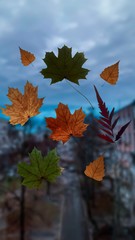 yellow leaves falling on city background