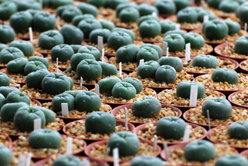 Cactus plants in red pot is Astrophytum asterias is a species of cactus plant in the genus Astrophytum at cactus farm , Minimalist patterns
