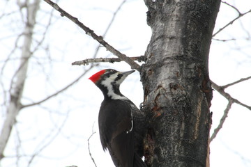 Busy Pileated Woodpecker, Whitemud Park, Edmonton, Alberta