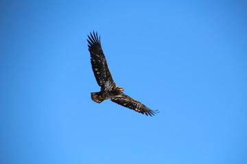 Eagle Above Us, Gold Bar Park, Edmonton, Alberta