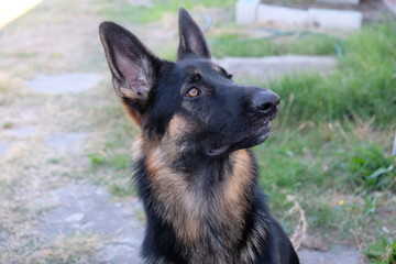 Cute German Sheppard Puppy outside posing