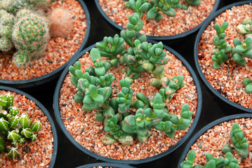 Cactus plant in the pot at cactus garden
